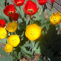 Tulips