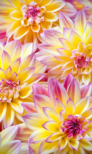 【免費個人化App】Fantastic Flower Wallpaper HD-APP點子