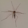 Cranefly