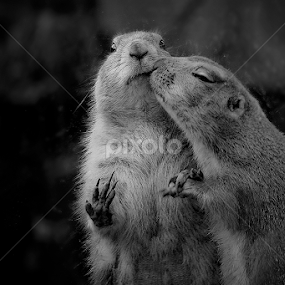 by Irsya Irsya - Black & White Animals