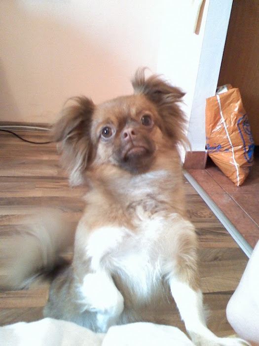 Daisy