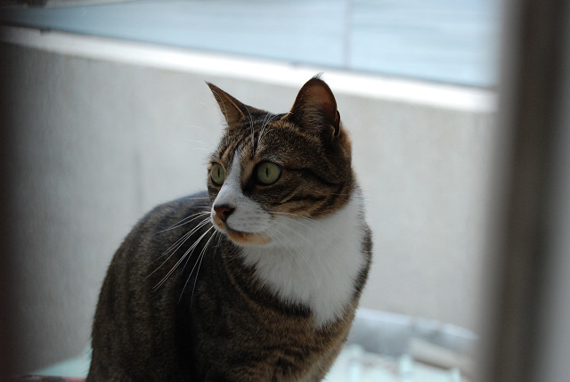 Feral cats in Taiwan