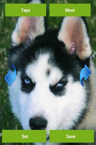 【免費娛樂App】Snow Dogs Wallpapers-APP點子