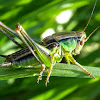 Roesels Bush Cricket