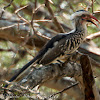 Red-billed Hornbill