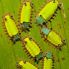 Slug Moth Caterpillars