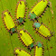 Slug Moth Caterpillars