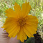 Lanceleaf coreopsis