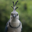 White-throated Magpie jay