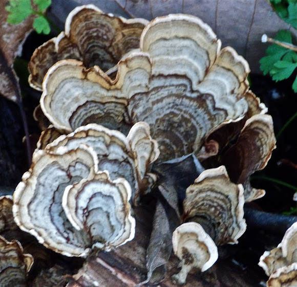 False turkey tail Project Noah