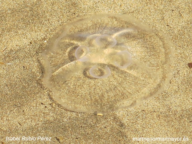 Medusa luna. Moon jellyfish