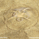 Medusa luna. Moon jellyfish