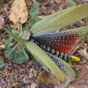 Green Milkweed Locust or African Bush Grasshopper