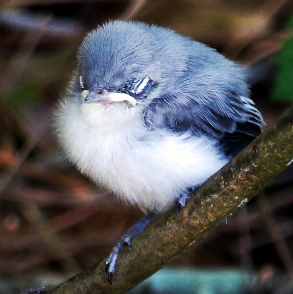 Out My Backdoor: The Blue-gray Gnatcatcher