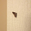 Lunate Zale Moth