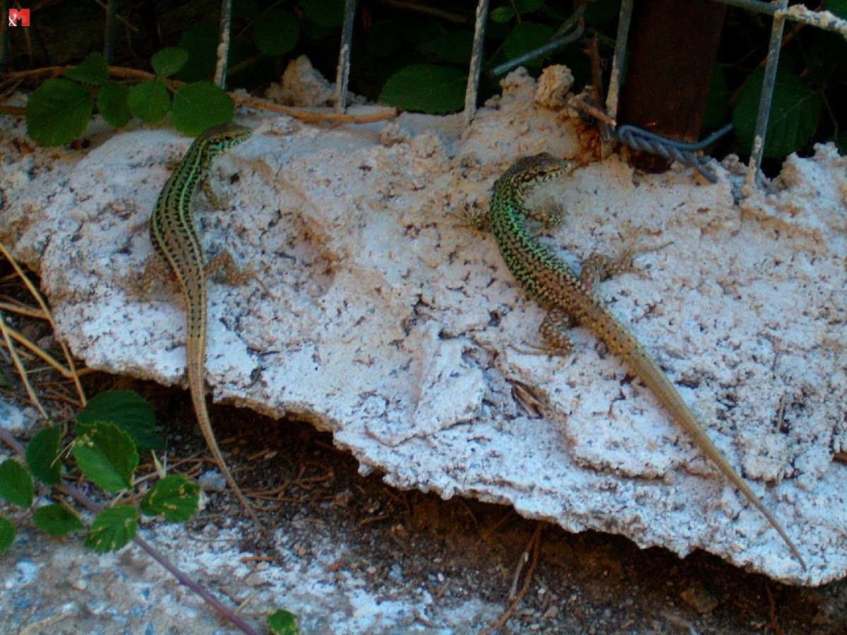 Erhard's wall lizard, Σιλιβούτι