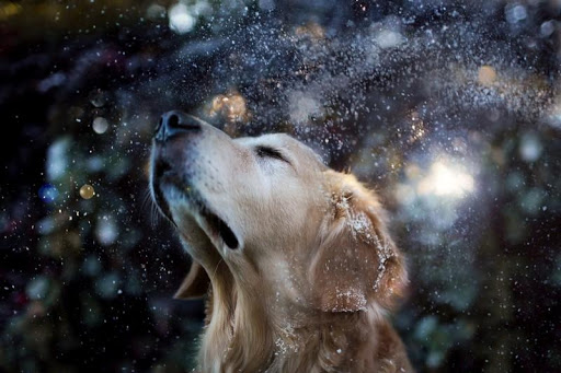 【免費個人化App】Golden Retriever Dog Wallpaper-APP點子