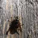 Wood wasp
