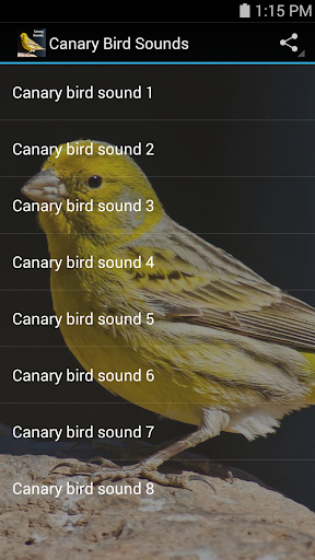 【免費音樂App】Canary Bird Sounds-APP點子