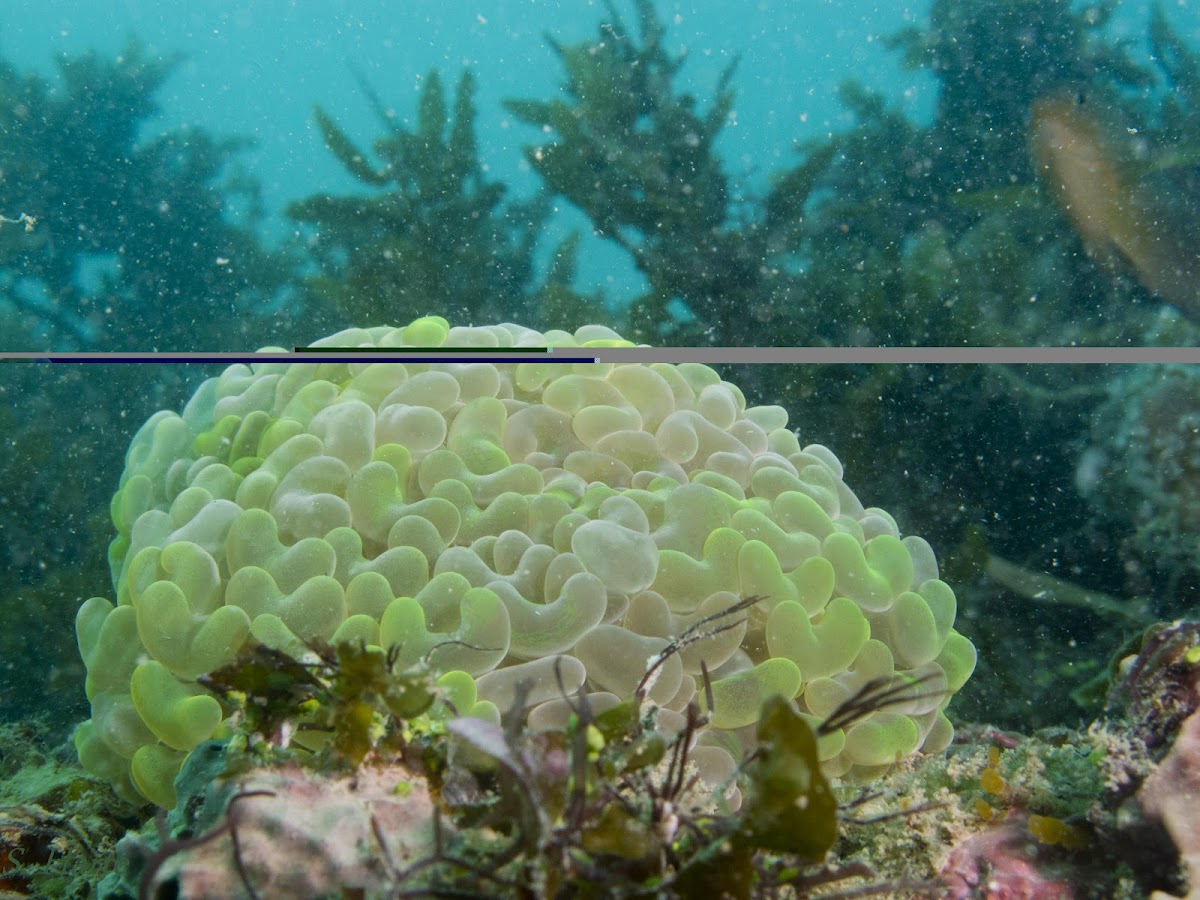 Bubble coral (Anchor coral)