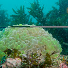 Bubble coral (Anchor coral)