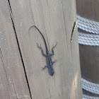 Brown anole