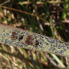 Camponotus ants with unidentified aphids