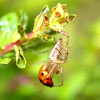 lynx spider (and ladybug)