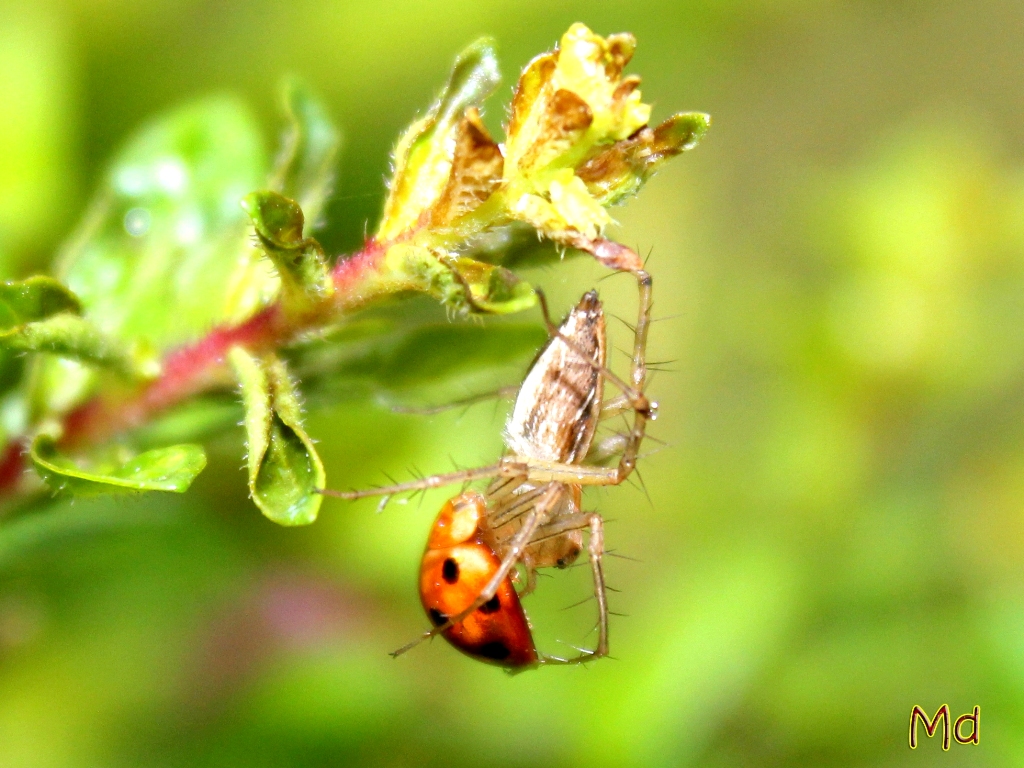 lynx spider (and ladybug)
