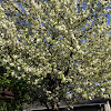 Crab Apple Tree