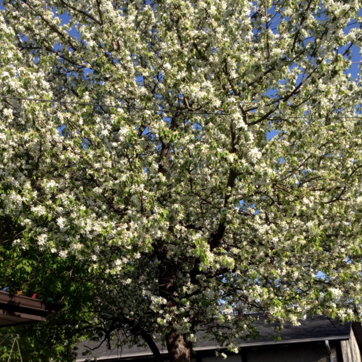 Crab Apple Tree