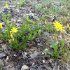 Alpine Arnica