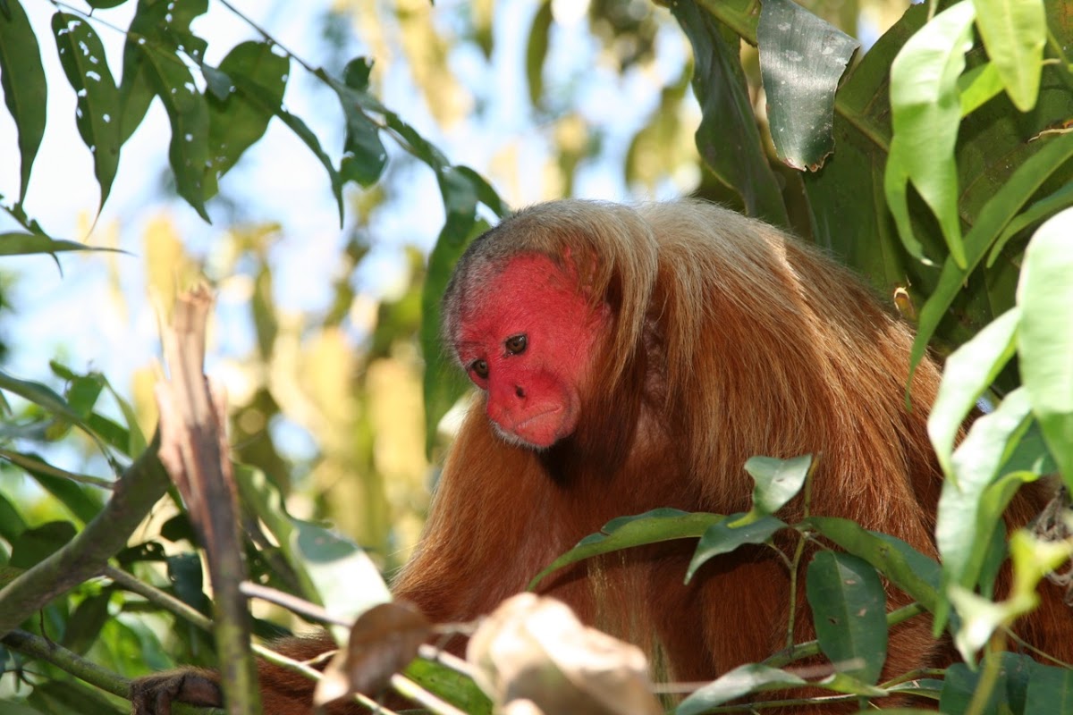 Uakari Monkey