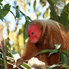 Uakari Monkey