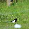 Magpie