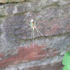 Orchard's Spider