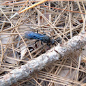 Steel-blue Cricket Hunter Wasp