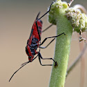 Large Milkweed Bug