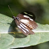 Lycoa or Dimorphic Acraea (female)