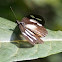 Lycoa or Dimorphic Acraea (female)