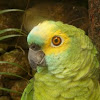 Blue-fronted Parrot (Papagaio - Brasil)