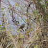 Eastern Palm Warbler