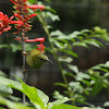 fork-tailed sunbird (female)