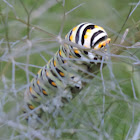 Black Swallowtail caterpillar.