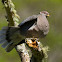 Band-tailed Pigeon