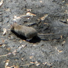 Brown rat