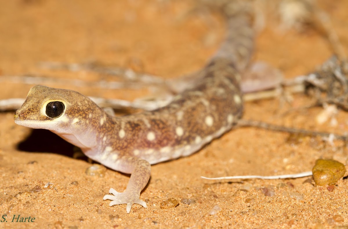 Beaked Gecko