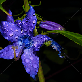 Wild Blue by Paul Mays - Flowers Single Flower