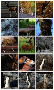 How to install Animal Sounds Real. 1 apk for pc