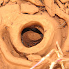 Harvester Ant nest